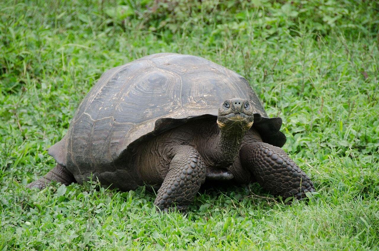 Ecuador és a Galápagos-szigetek mesés világa - kiscsoportos körutazás
