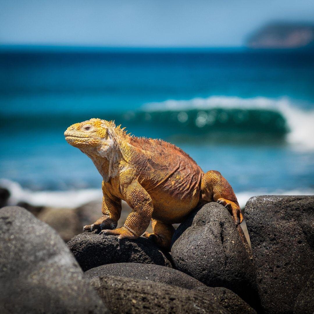 Ecuador és a Galápagos-szigetek mesés világa - kiscsoportos körutazás