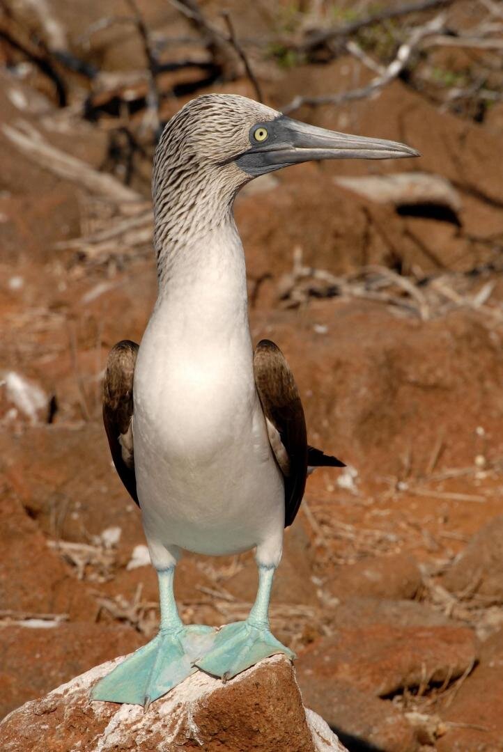 Ecuador és a Galápagos-szigetek mesés világa - kiscsoportos körutazás