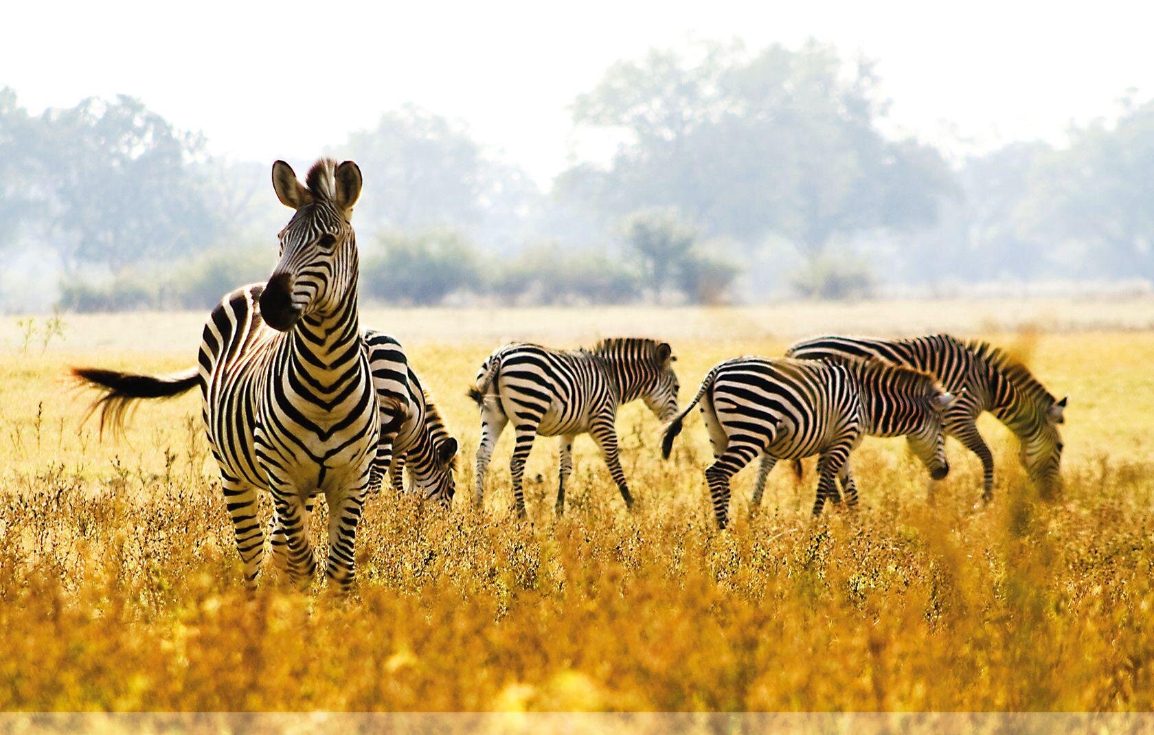 Serengeti szafari program pihenéssel Zanzibár szigetén - csoportos körutazás és nyaralás 2026