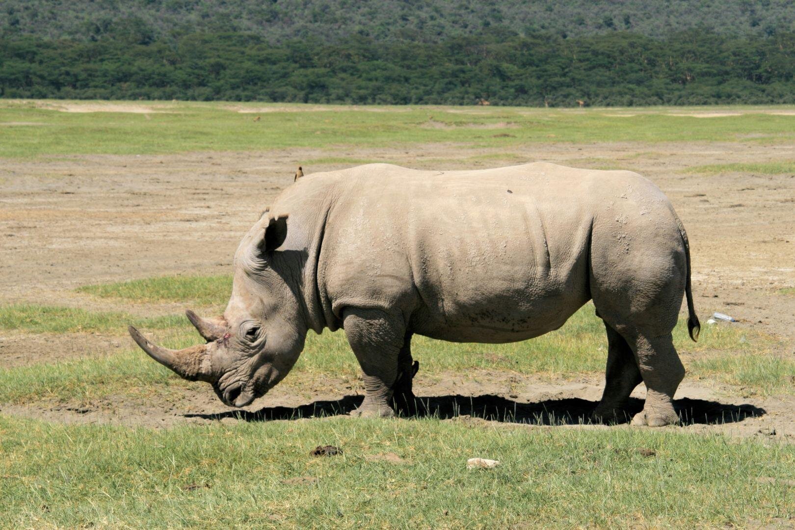 Serengeti szafari program pihenéssel Zanzibár szigetén - csoportos körutazás és nyaralás 2026