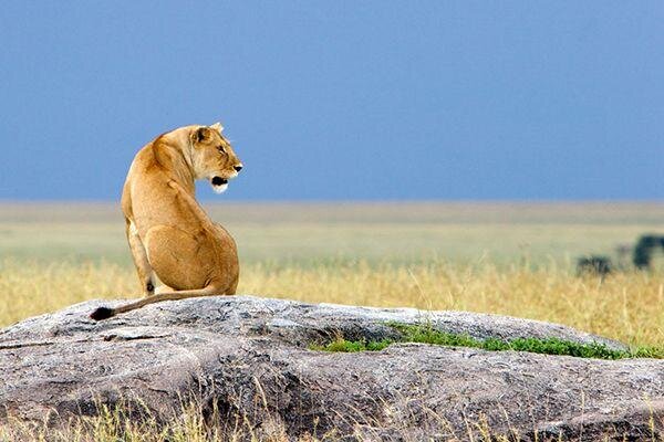 Serengeti szafari program pihenéssel Zanzibár szigetén - csoportos körutazás és nyaralás 2026
