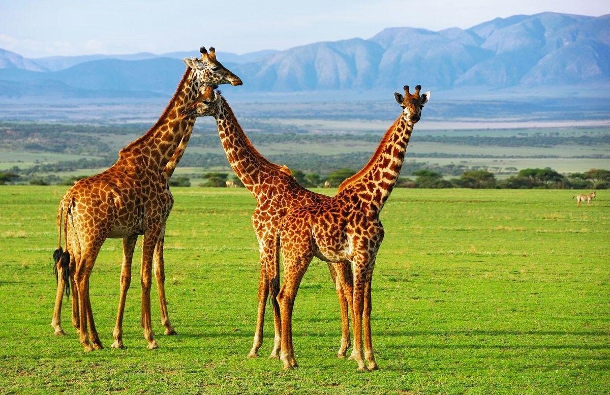 Serengeti szafari program pihenéssel Zanzibár szigetén - csoportos körutazás és nyaralás 2026